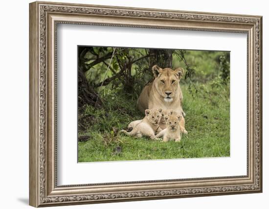 Lion (Panthera leo), female with three cubs age 6 weeks, Masai-Mara Game Reserve, Kenya-Denis-Huot-Framed Photographic Print