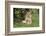 Lion (Panthera leo), female with three cubs age 6 weeks, Masai-Mara Game Reserve, Kenya-Denis-Huot-Framed Photographic Print