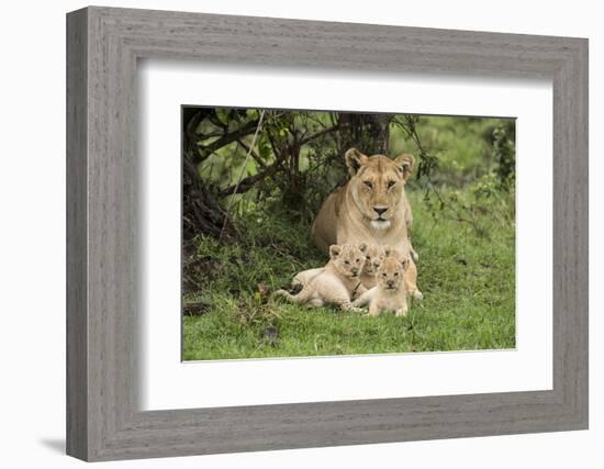 Lion (Panthera leo), female with three cubs age 6 weeks, Masai-Mara Game Reserve, Kenya-Denis-Huot-Framed Photographic Print