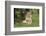 Lion (Panthera leo), female with three cubs age 6 weeks, Masai-Mara Game Reserve, Kenya-Denis-Huot-Framed Photographic Print