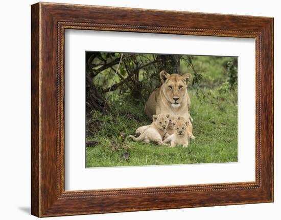 Lion (Panthera leo), female with three cubs age 6 weeks, Masai-Mara Game Reserve, Kenya-Denis-Huot-Framed Photographic Print