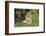 Lion (Panthera leo), female with three cubs age 6 weeks, Masai-Mara Game Reserve, Kenya-Denis-Huot-Framed Photographic Print