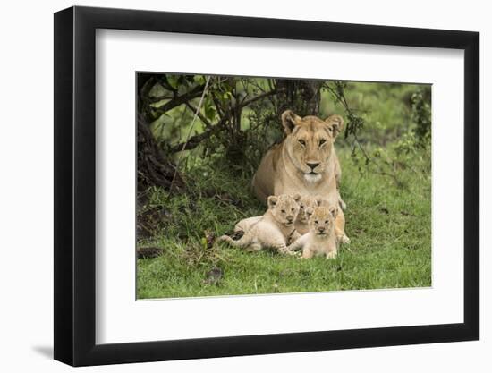 Lion (Panthera leo), female with three cubs age 6 weeks, Masai-Mara Game Reserve, Kenya-Denis-Huot-Framed Photographic Print