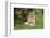 Lion (Panthera leo), female with three cubs age 6 weeks, Masai-Mara Game Reserve, Kenya-Denis-Huot-Framed Photographic Print