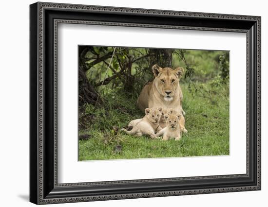 Lion (Panthera leo), female with three cubs age 6 weeks, Masai-Mara Game Reserve, Kenya-Denis-Huot-Framed Photographic Print