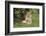 Lion (Panthera leo), female with three cubs age 6 weeks, Masai-Mara Game Reserve, Kenya-Denis-Huot-Framed Photographic Print