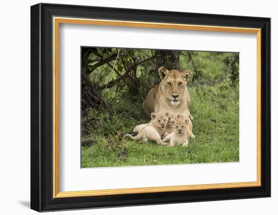 Lion (Panthera leo), female with three cubs age 6 weeks, Masai-Mara Game Reserve, Kenya-Denis-Huot-Framed Photographic Print
