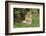 Lion (Panthera leo), female with three cubs age 6 weeks, Masai-Mara Game Reserve, Kenya-Denis-Huot-Framed Photographic Print