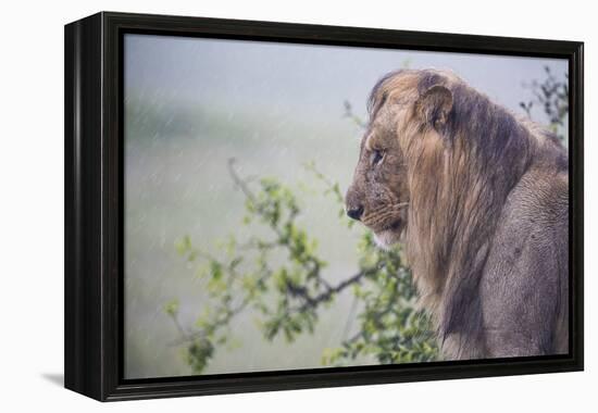 Lion (Panthera Leo) in Heavy Rain, Okavango Delta, Botswana-Wim van den Heever-Framed Premier Image Canvas