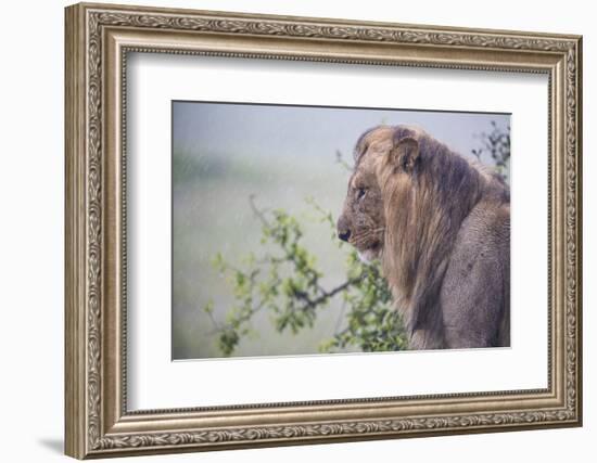 Lion (Panthera Leo) in Heavy Rain, Okavango Delta, Botswana-Wim van den Heever-Framed Photographic Print