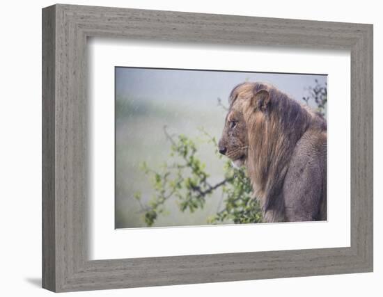 Lion (Panthera Leo) in Heavy Rain, Okavango Delta, Botswana-Wim van den Heever-Framed Photographic Print