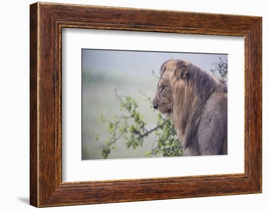 Lion (Panthera Leo) in Heavy Rain, Okavango Delta, Botswana-Wim van den Heever-Framed Photographic Print