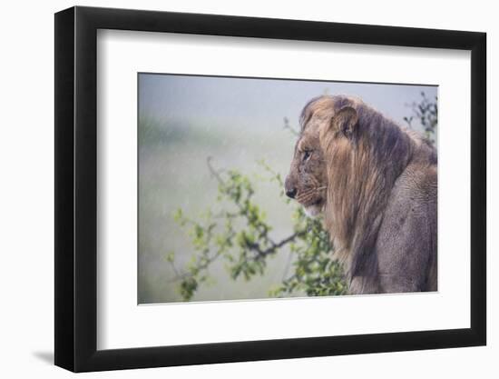 Lion (Panthera Leo) in Heavy Rain, Okavango Delta, Botswana-Wim van den Heever-Framed Photographic Print