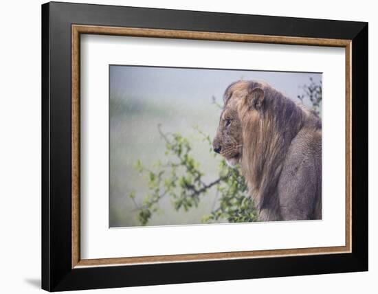 Lion (Panthera Leo) in Heavy Rain, Okavango Delta, Botswana-Wim van den Heever-Framed Photographic Print