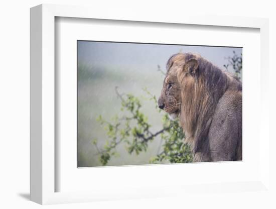 Lion (Panthera Leo) in Heavy Rain, Okavango Delta, Botswana-Wim van den Heever-Framed Photographic Print