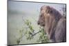 Lion (Panthera Leo) in Heavy Rain, Okavango Delta, Botswana-Wim van den Heever-Mounted Photographic Print