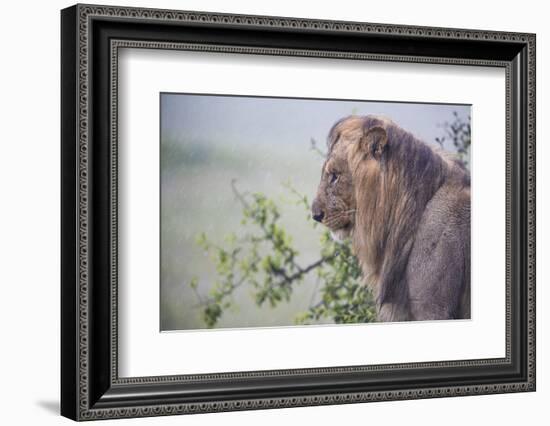Lion (Panthera Leo) in Heavy Rain, Okavango Delta, Botswana-Wim van den Heever-Framed Photographic Print