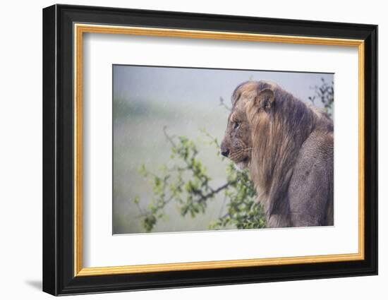 Lion (Panthera Leo) in Heavy Rain, Okavango Delta, Botswana-Wim van den Heever-Framed Photographic Print