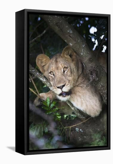 Lion (Panthera Leo) in Tree, Phinda Private Game Reserve, South Africa, Africa-Ann and Steve Toon-Framed Premier Image Canvas