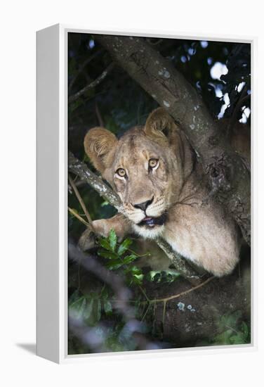 Lion (Panthera Leo) in Tree, Phinda Private Game Reserve, South Africa, Africa-Ann and Steve Toon-Framed Premier Image Canvas