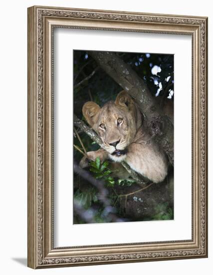 Lion (Panthera Leo) in Tree, Phinda Private Game Reserve, South Africa, Africa-Ann and Steve Toon-Framed Photographic Print