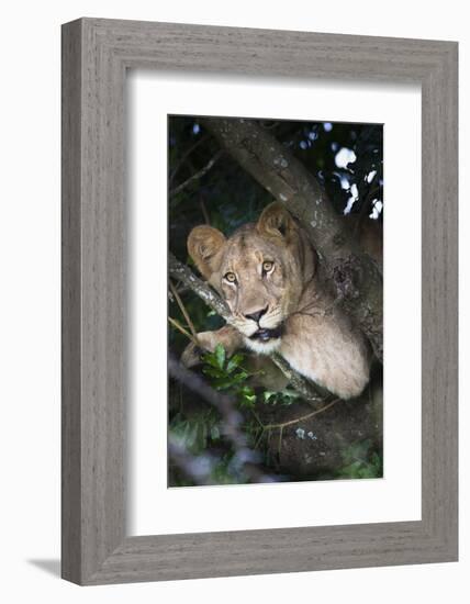 Lion (Panthera Leo) in Tree, Phinda Private Game Reserve, South Africa, Africa-Ann and Steve Toon-Framed Photographic Print