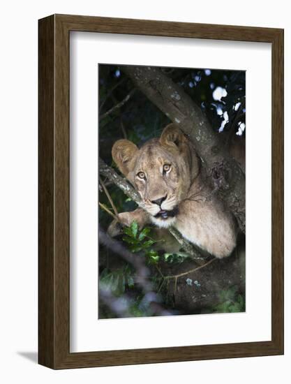 Lion (Panthera Leo) in Tree, Phinda Private Game Reserve, South Africa, Africa-Ann and Steve Toon-Framed Photographic Print