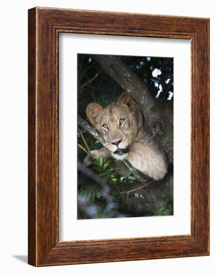 Lion (Panthera Leo) in Tree, Phinda Private Game Reserve, South Africa, Africa-Ann and Steve Toon-Framed Photographic Print