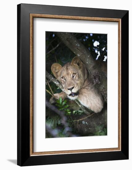 Lion (Panthera Leo) in Tree, Phinda Private Game Reserve, South Africa, Africa-Ann and Steve Toon-Framed Photographic Print