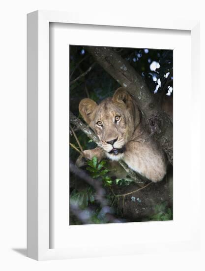 Lion (Panthera Leo) in Tree, Phinda Private Game Reserve, South Africa, Africa-Ann and Steve Toon-Framed Photographic Print