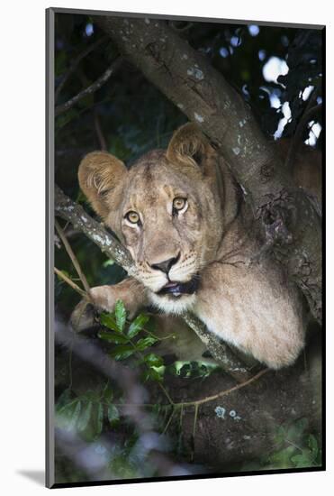 Lion (Panthera Leo) in Tree, Phinda Private Game Reserve, South Africa, Africa-Ann and Steve Toon-Mounted Photographic Print