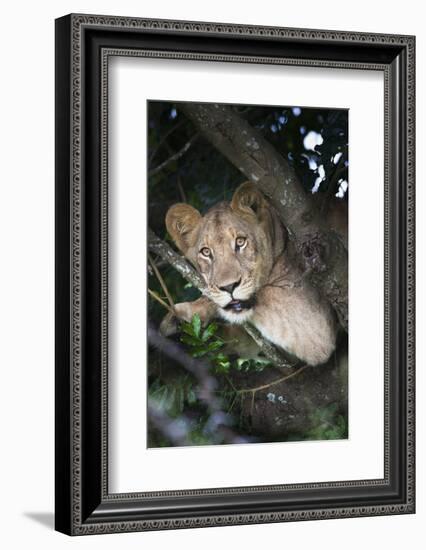 Lion (Panthera Leo) in Tree, Phinda Private Game Reserve, South Africa, Africa-Ann and Steve Toon-Framed Photographic Print