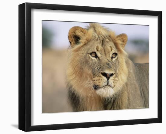 Lion, Panthera Leo, Kalahari Gemsbok National Park, South Africa, Africa-Ann & Steve Toon-Framed Photographic Print