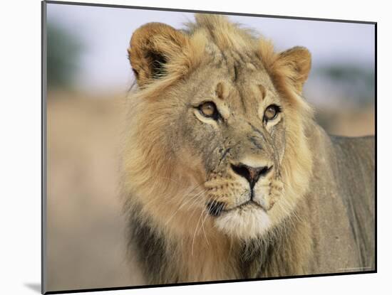 Lion, Panthera Leo, Kalahari Gemsbok National Park, South Africa, Africa-Ann & Steve Toon-Mounted Photographic Print