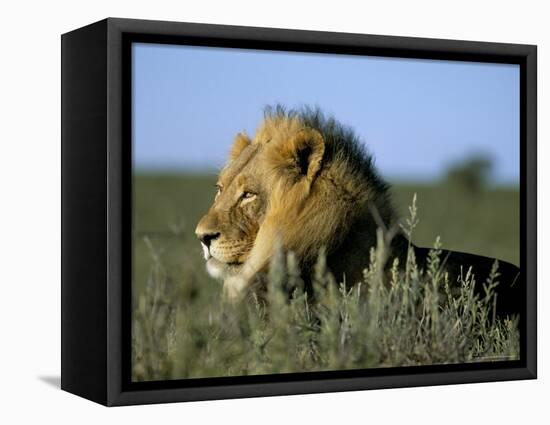 Lion (Panthera Leo), Kalahari Gemsbok Park, South Africa, Africa-Steve & Ann Toon-Framed Premier Image Canvas