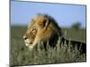 Lion (Panthera Leo), Kalahari Gemsbok Park, South Africa, Africa-Steve & Ann Toon-Mounted Photographic Print