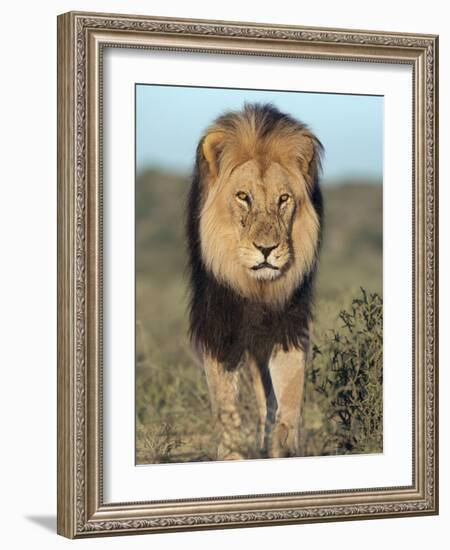 Lion (Panthera Leo), Kgalagadi Transfrontier Park, Northern Cape, South Africa, Africa-Ann & Steve Toon-Framed Photographic Print