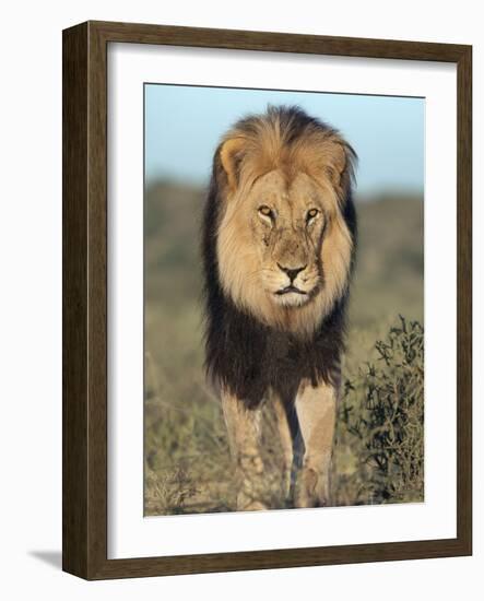 Lion (Panthera Leo), Kgalagadi Transfrontier Park, Northern Cape, South Africa, Africa-Ann & Steve Toon-Framed Photographic Print