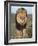 Lion (Panthera Leo), Kgalagadi Transfrontier Park, Northern Cape, South Africa, Africa-Ann & Steve Toon-Framed Photographic Print