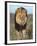 Lion (Panthera Leo), Kgalagadi Transfrontier Park, Northern Cape, South Africa, Africa-Ann & Steve Toon-Framed Photographic Print