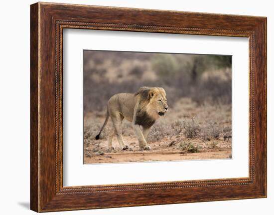 Lion (Panthera Leo), Kgalagadi Transfrontier Park, Northern Cape, South Africa, Africa-Ann & Steve Toon-Framed Photographic Print