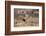 Lion (Panthera Leo), Kgalagadi Transfrontier Park, Northern Cape, South Africa, Africa-Ann & Steve Toon-Framed Photographic Print