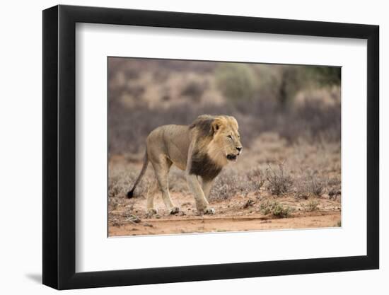 Lion (Panthera Leo), Kgalagadi Transfrontier Park, Northern Cape, South Africa, Africa-Ann & Steve Toon-Framed Photographic Print