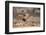 Lion (Panthera Leo), Kgalagadi Transfrontier Park, Northern Cape, South Africa, Africa-Ann & Steve Toon-Framed Photographic Print