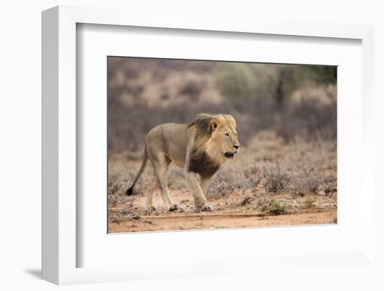 Lion (Panthera Leo), Kgalagadi Transfrontier Park, Northern Cape, South Africa, Africa-Ann & Steve Toon-Framed Photographic Print