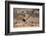 Lion (Panthera Leo), Kgalagadi Transfrontier Park, Northern Cape, South Africa, Africa-Ann & Steve Toon-Framed Photographic Print