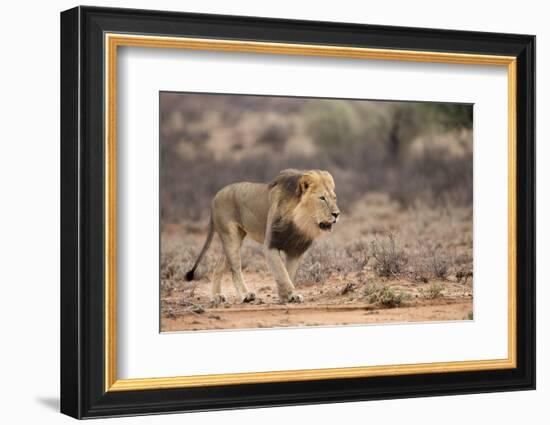 Lion (Panthera Leo), Kgalagadi Transfrontier Park, Northern Cape, South Africa, Africa-Ann & Steve Toon-Framed Photographic Print