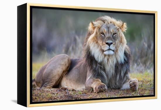 Lion (Panthera leo), Kgalagadi transfrontier park, Northern Cape-Ann & Steve Toon-Framed Premier Image Canvas