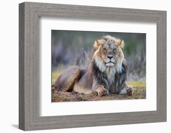 Lion (Panthera leo), Kgalagadi transfrontier park, Northern Cape-Ann & Steve Toon-Framed Photographic Print