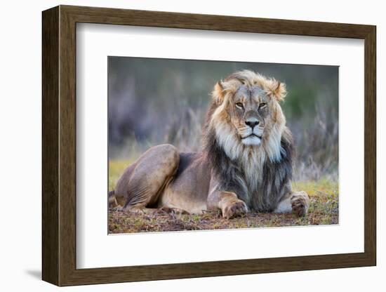 Lion (Panthera leo), Kgalagadi transfrontier park, Northern Cape-Ann & Steve Toon-Framed Photographic Print